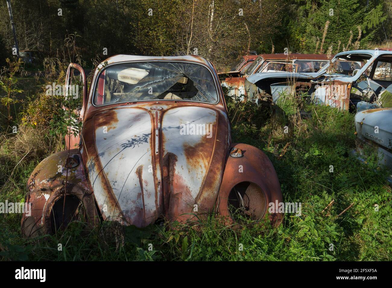 Versteckt im schwedischen Wald, wird ein Autofriedhof voll von alten Autos `s den 50er Jahren von der Natur zurückgenommen. Stockfoto